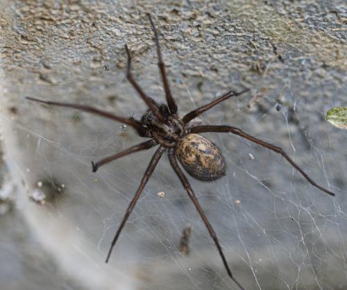 Réf. 342 986 : Eratigena sp.